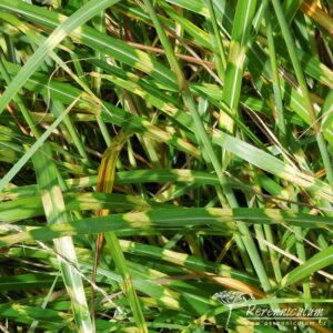 Miscanthus sinensis Little Zebra