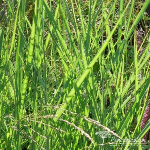 Panicum virgatum Prairie Sky