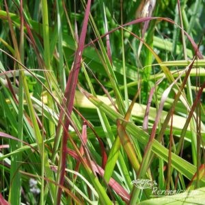 Panicum virgatum Shenandoah