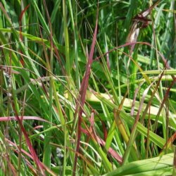 Panicum virgatum Shenandoah