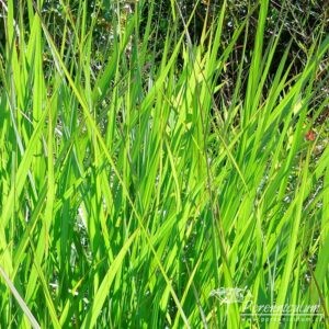 Panicum virgatum Warrior