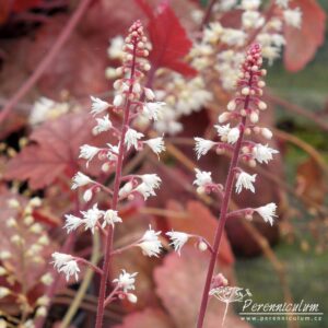 x Heucherella Redstone Falls