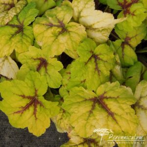 x Heucherella Stoplight