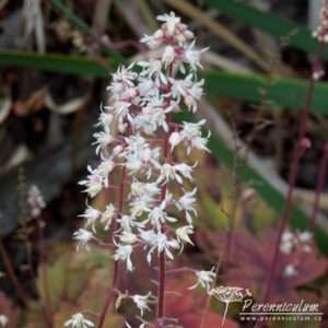 x Heucherella Sweet Tea_