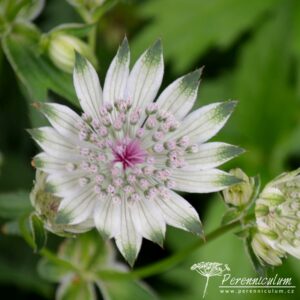 Astrantia major subsp. involucrata Shaggy