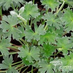 Geranium cinereum Thumbling Hearts