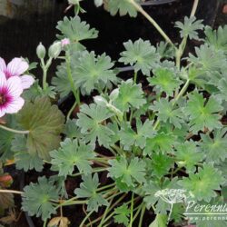 Geranium cinereum Thumbling Hearts
