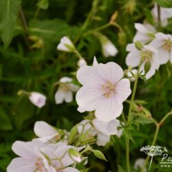 Geranium clarkei Kashmir White