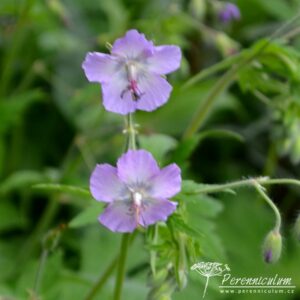 Geranium phaeum Walkure