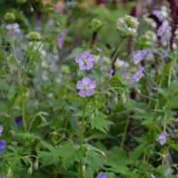 Geranium phaeum Walkure