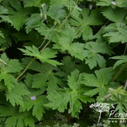 Geranium phaeum Walkure
