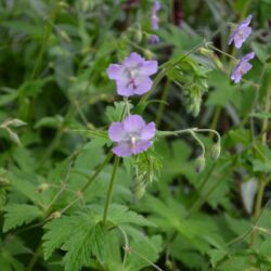 Geranium phaeum Walkure