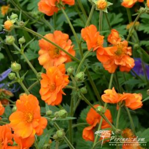 Geum Princes Juliana