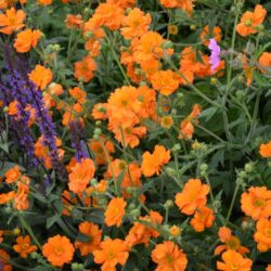 Geum Princes Juliana