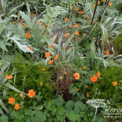 Geum Princes Juliana