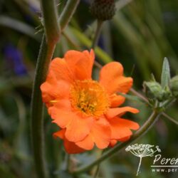 Geum Princes Juliana