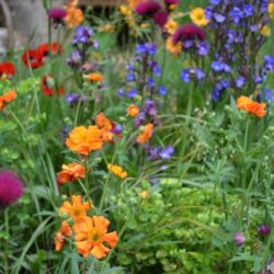 Geum Princes Juliana