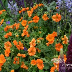 Geum Princes Juliana