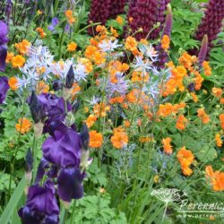 Geum Princes Juliana