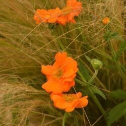 Geum Prinses Juliana