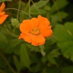 Geum Prinses Juliana