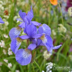 Iris sibirica Iris sibirica