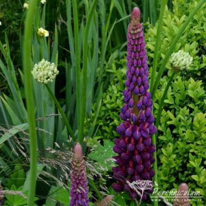 Lupinus Masterpiece
