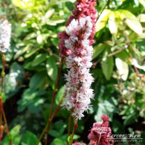 Persicaria affinis Superba