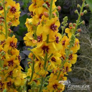 Verbascum Clementine