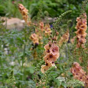 Verbascum Cotswold Beauty