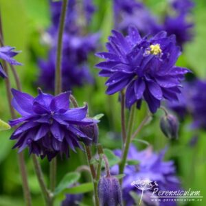 Aquilegia Blue Barlow