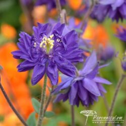 Aquilegia Blue Barlow
