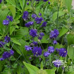Aquilegia Blue Barlow