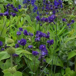 Aquilegia Blue Barlow