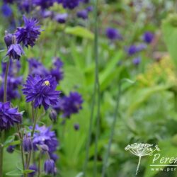 Aquilegia Blue Barlow