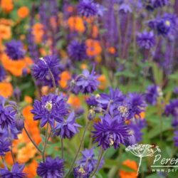 Aquilegia Blue Barlow