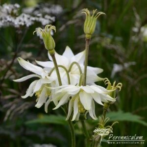 Aquilegia White Barlow