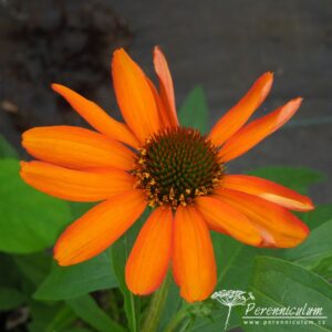 Echinacea Tiki Torch