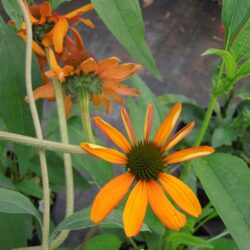 Echinacea Tiki Torch