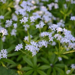 Galium odoratum