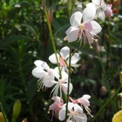 Gaura lindheimerii Corrie's Gold