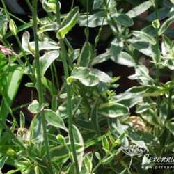 Gaura lindheimerii Corrie's Gold