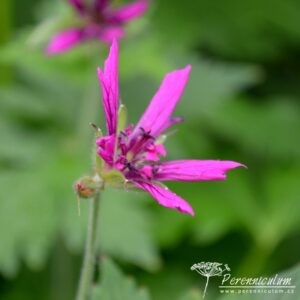 Geranium Catherine Deneuve