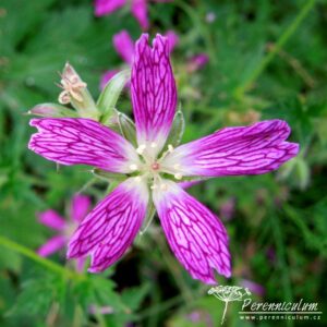 Geranium x oxonianum f. thurstonianum
