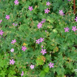Geranium x oxonianum f. thurstonianum