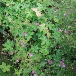 Geranium x oxonianum f. thurstonianum