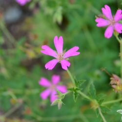 Geranium x oxonianum f. thurstonianum
