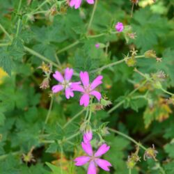 Geranium x oxonianum f. thurstonianum