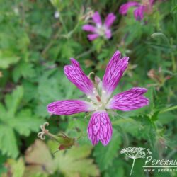 Geranium x oxonianum f. thurstonianum