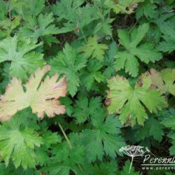 Geranium x oxonianum f. thurstonianum